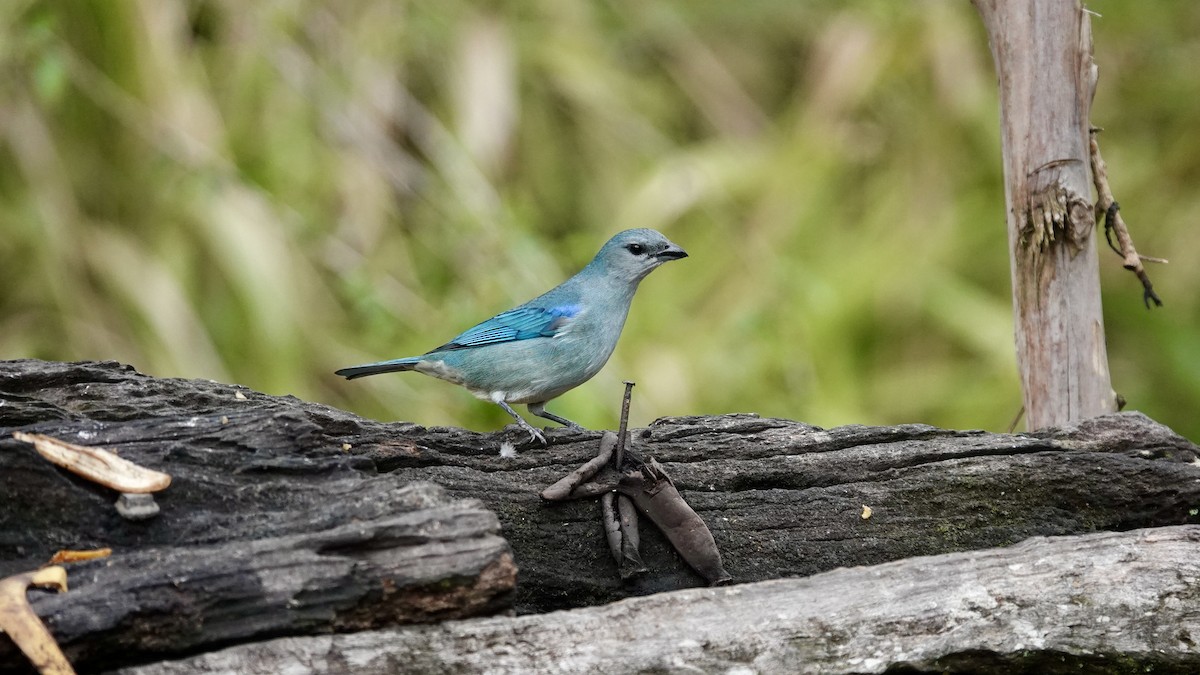 Azure-shouldered Tanager - ML644423584