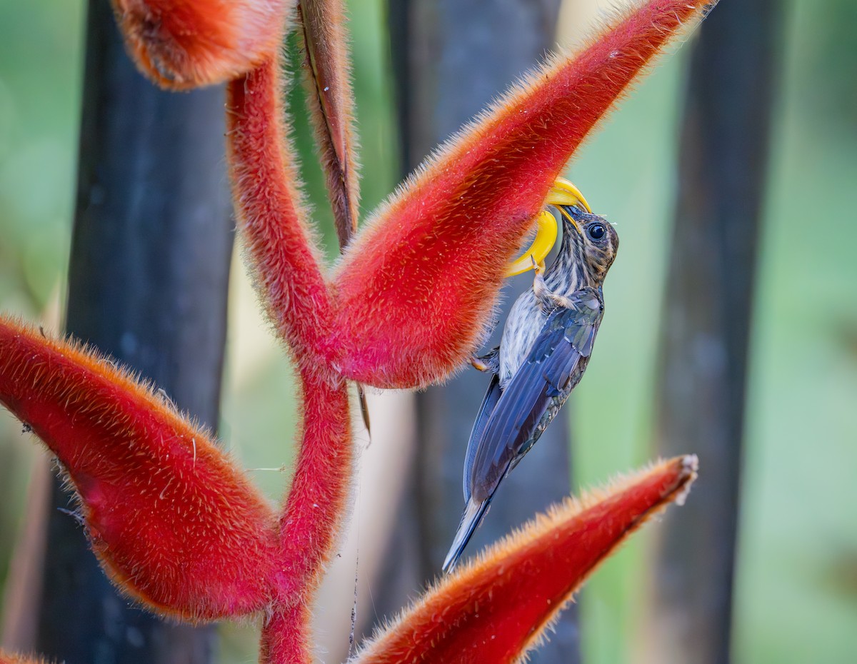 Buff-tailed Sicklebill - ML644423585