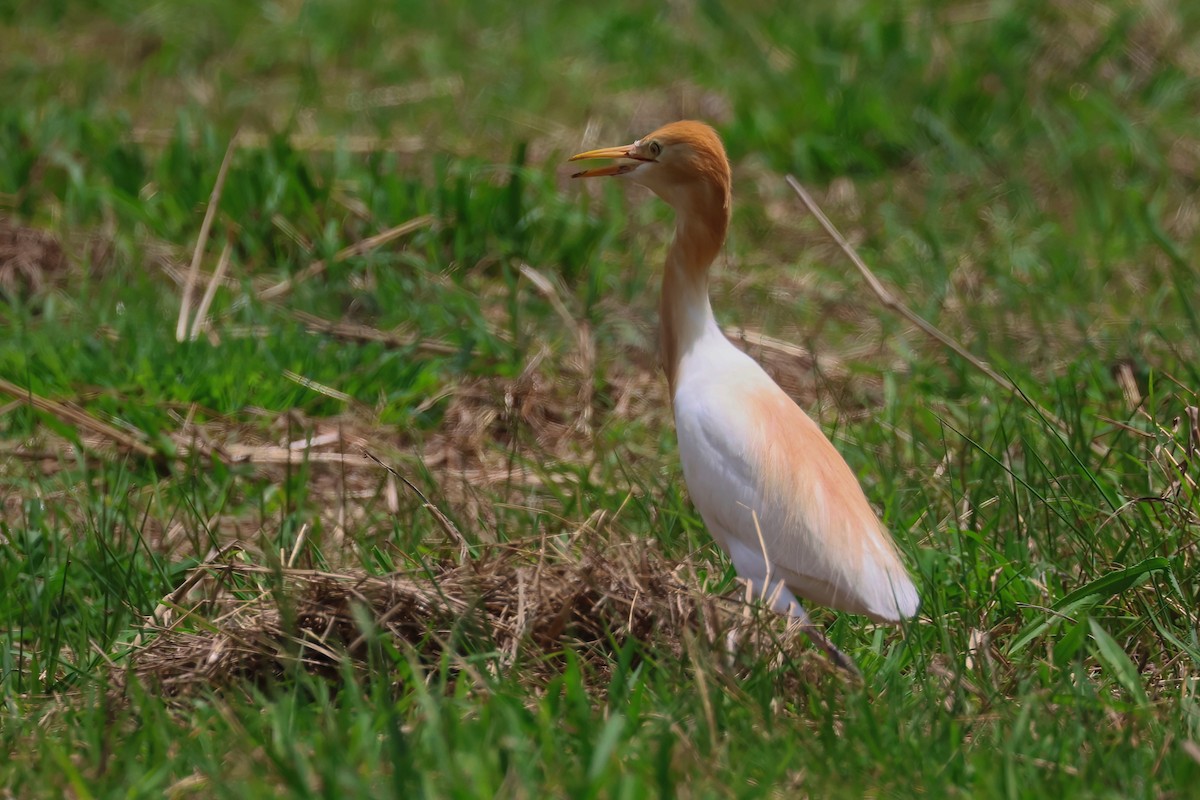 Eastern Cattle-Egret - ML644423586