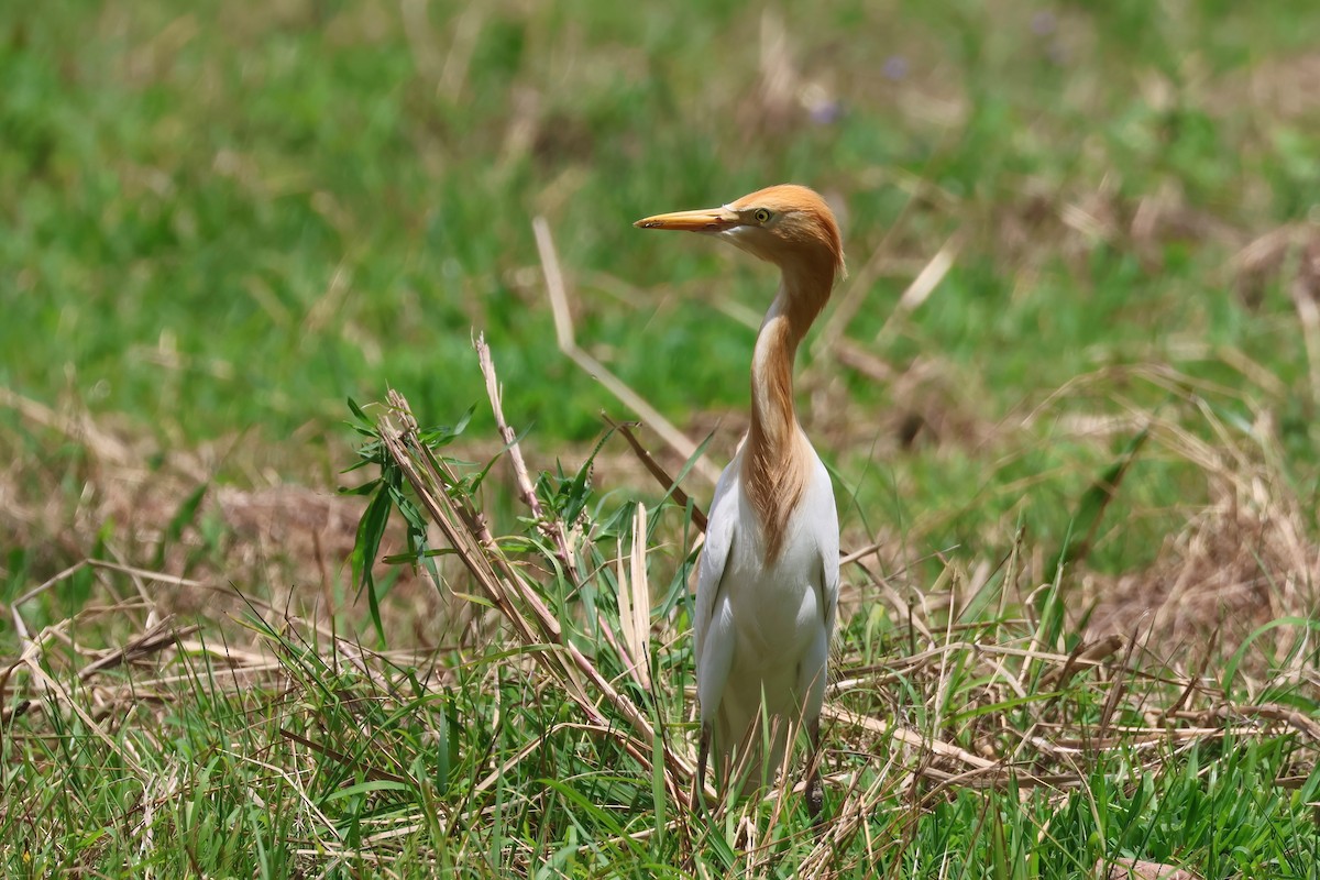 Eastern Cattle-Egret - ML644423587