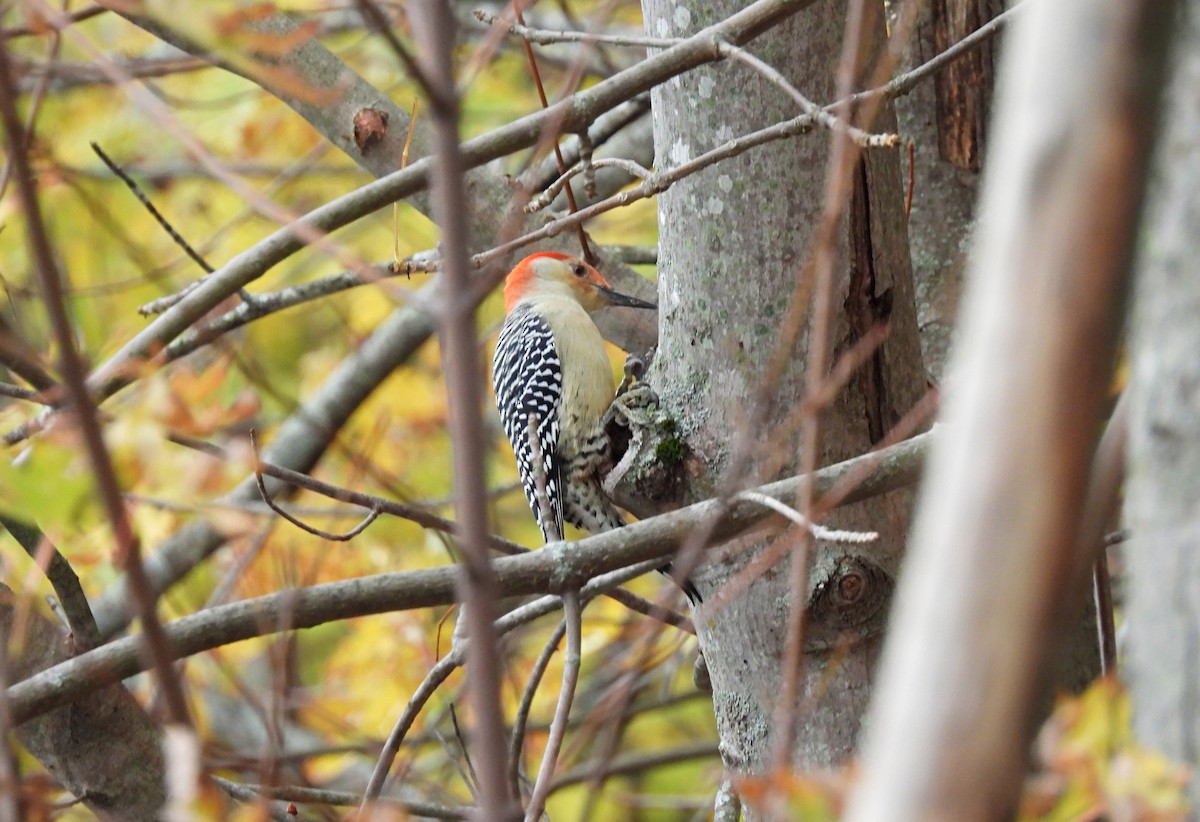 Red-bellied Woodpecker - ML644423589