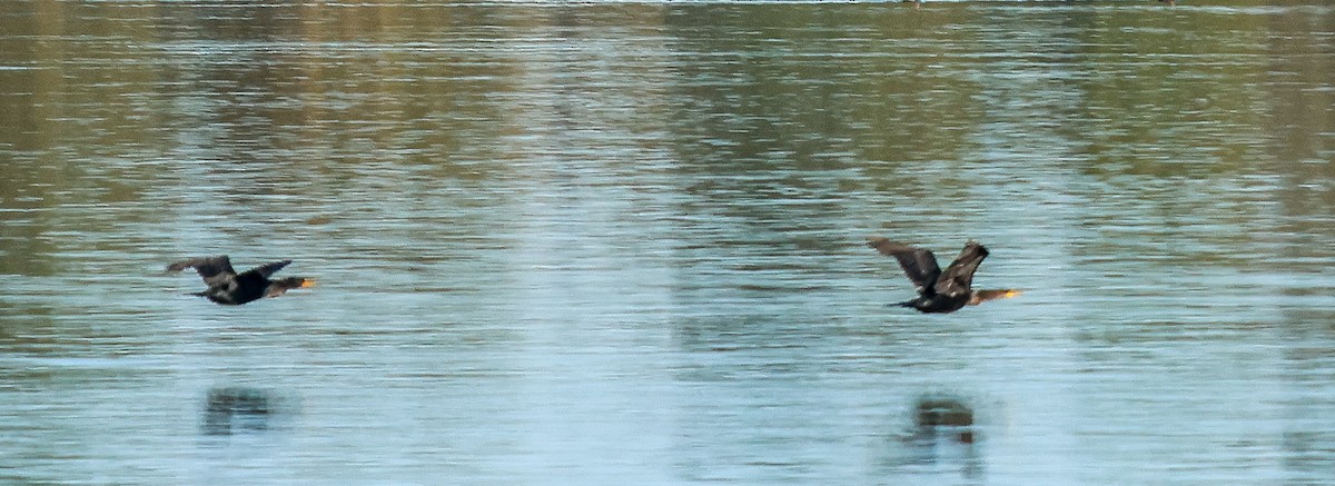 Double-crested Cormorant - ML644423590