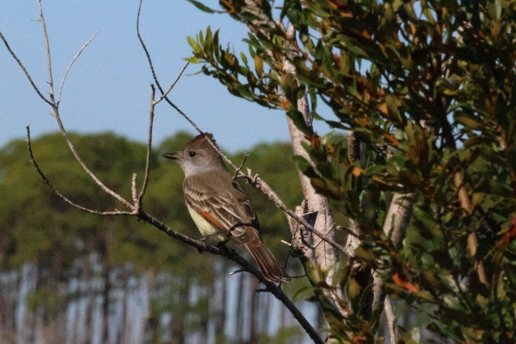 Ash-throated Flycatcher - ML644423591