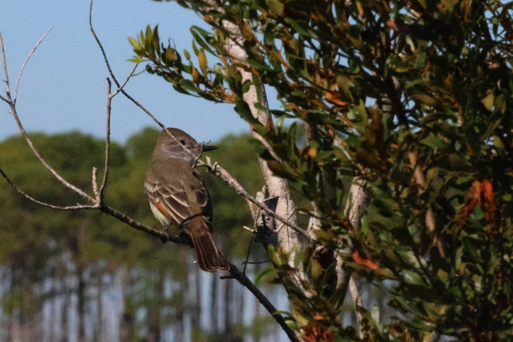 Ash-throated Flycatcher - ML644423592
