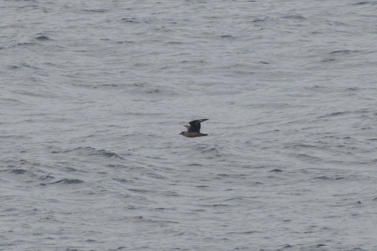 Great Skua - ML644423594