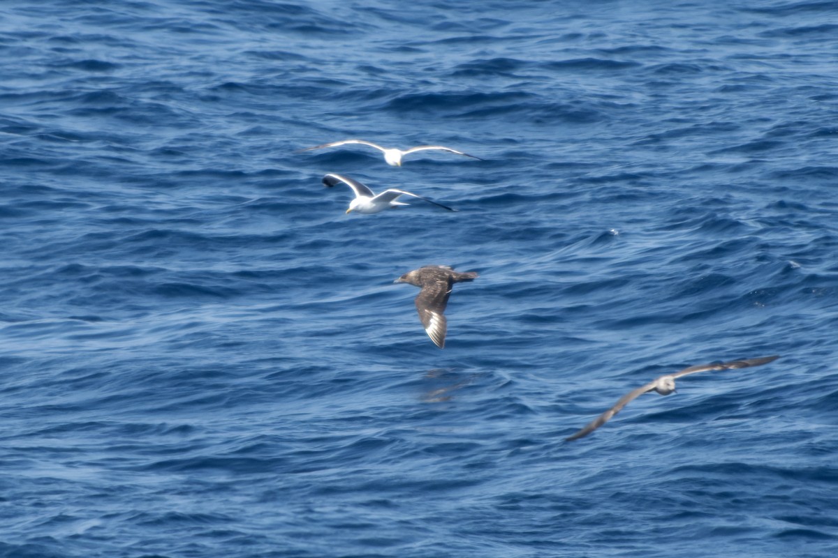Great Skua - ML644423595