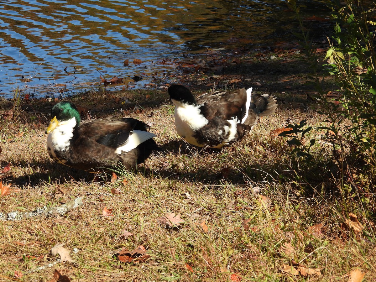 duck sp. - ML644423596