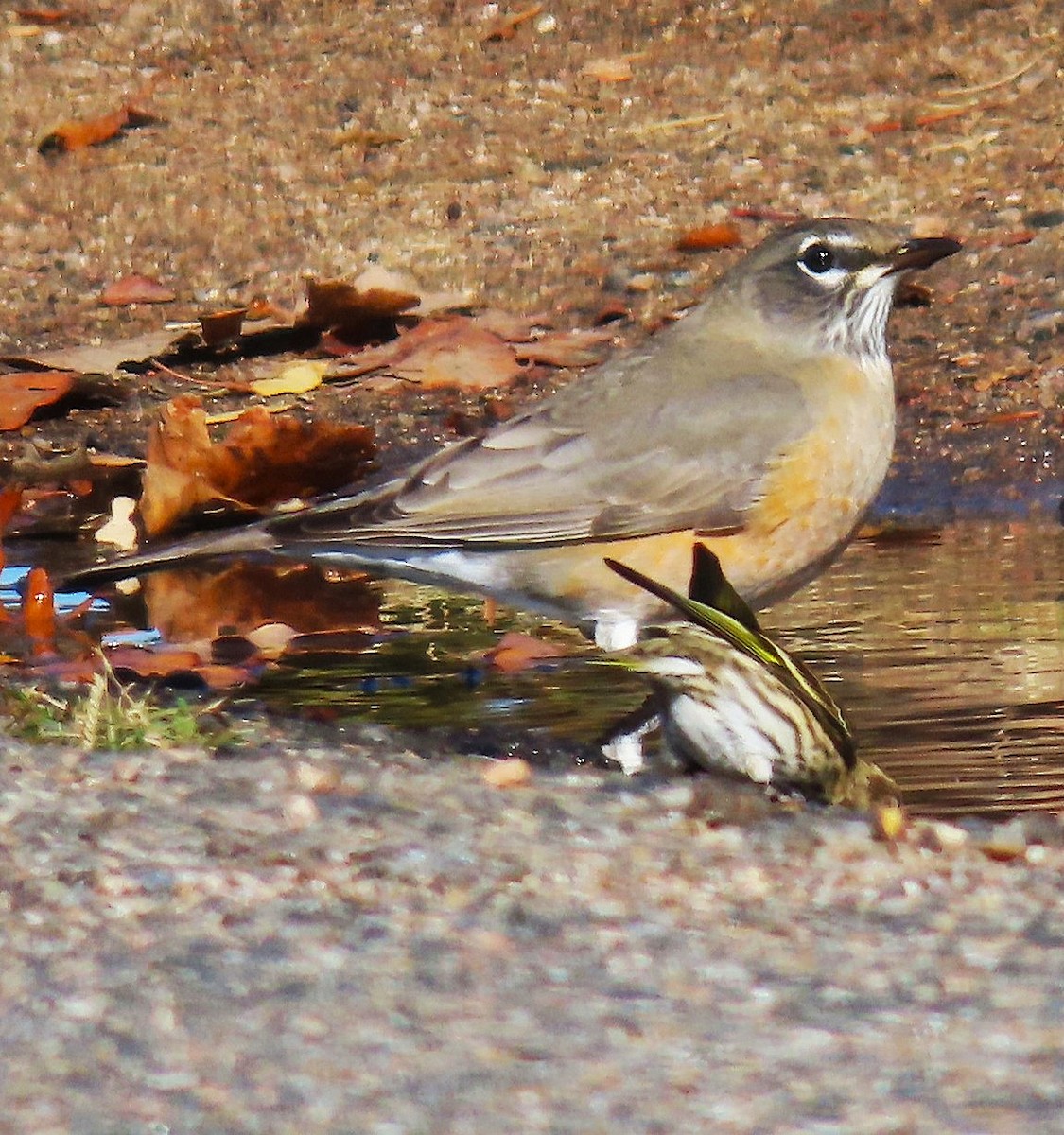 Pine Siskin - ML644423597