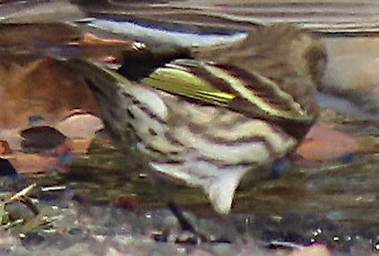 Pine Siskin - ML644423598