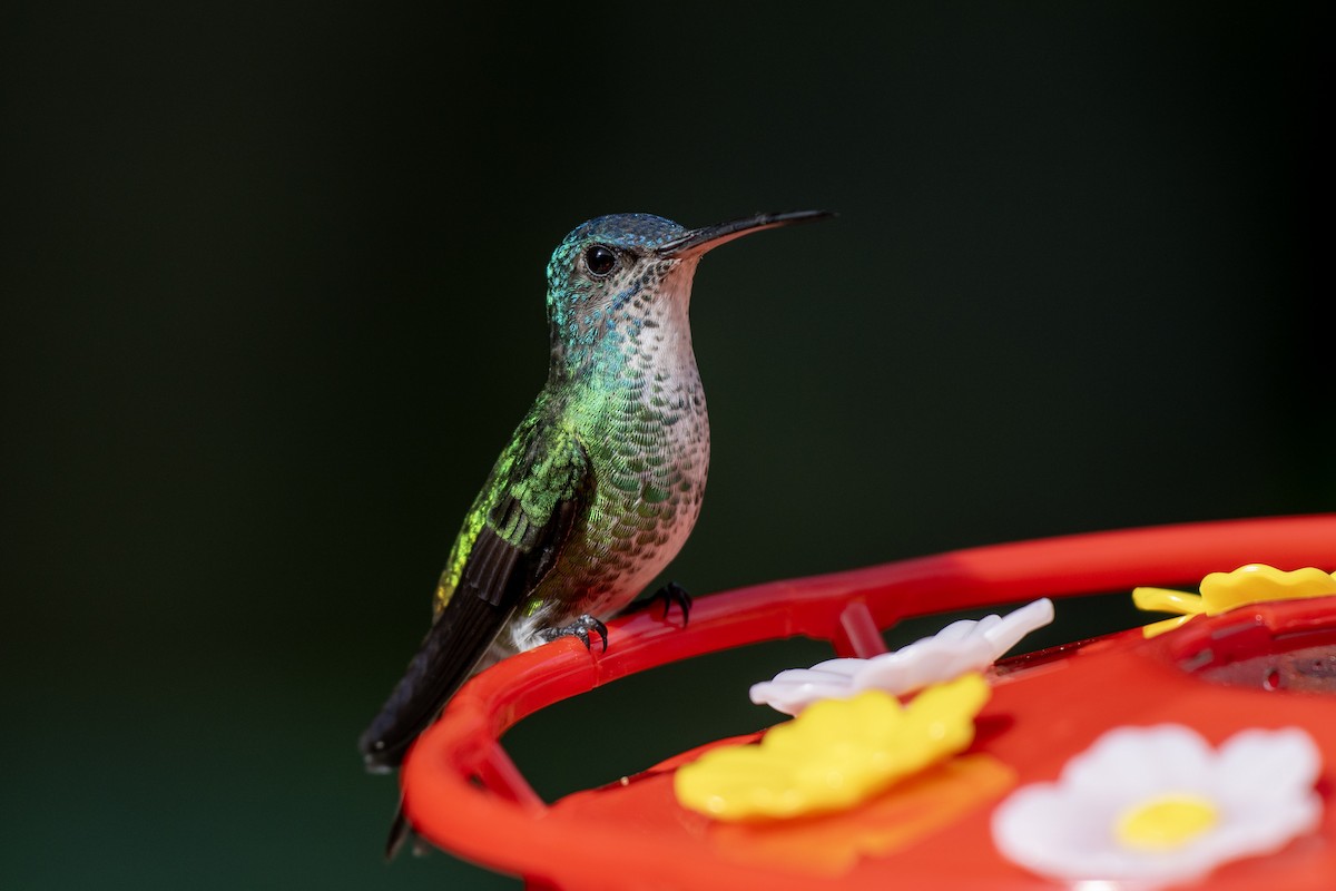 Golden-tailed Sapphire - ML644423599