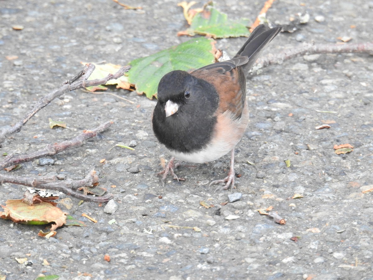 Dark-eyed Junco (Oregon) - ML644423600