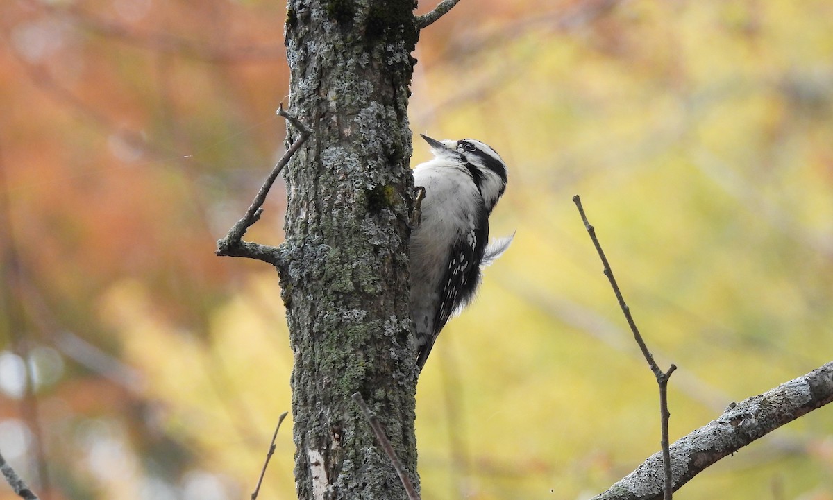 Downy Woodpecker - ML644423603