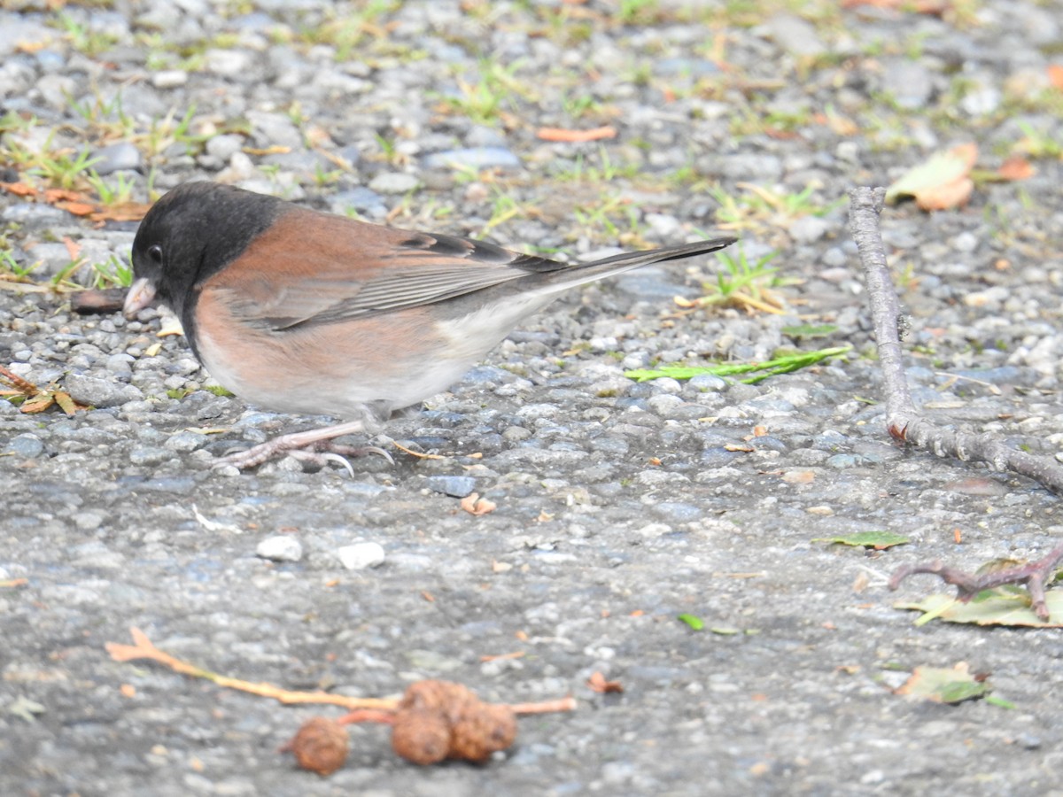 Dark-eyed Junco (Oregon) - ML644423604
