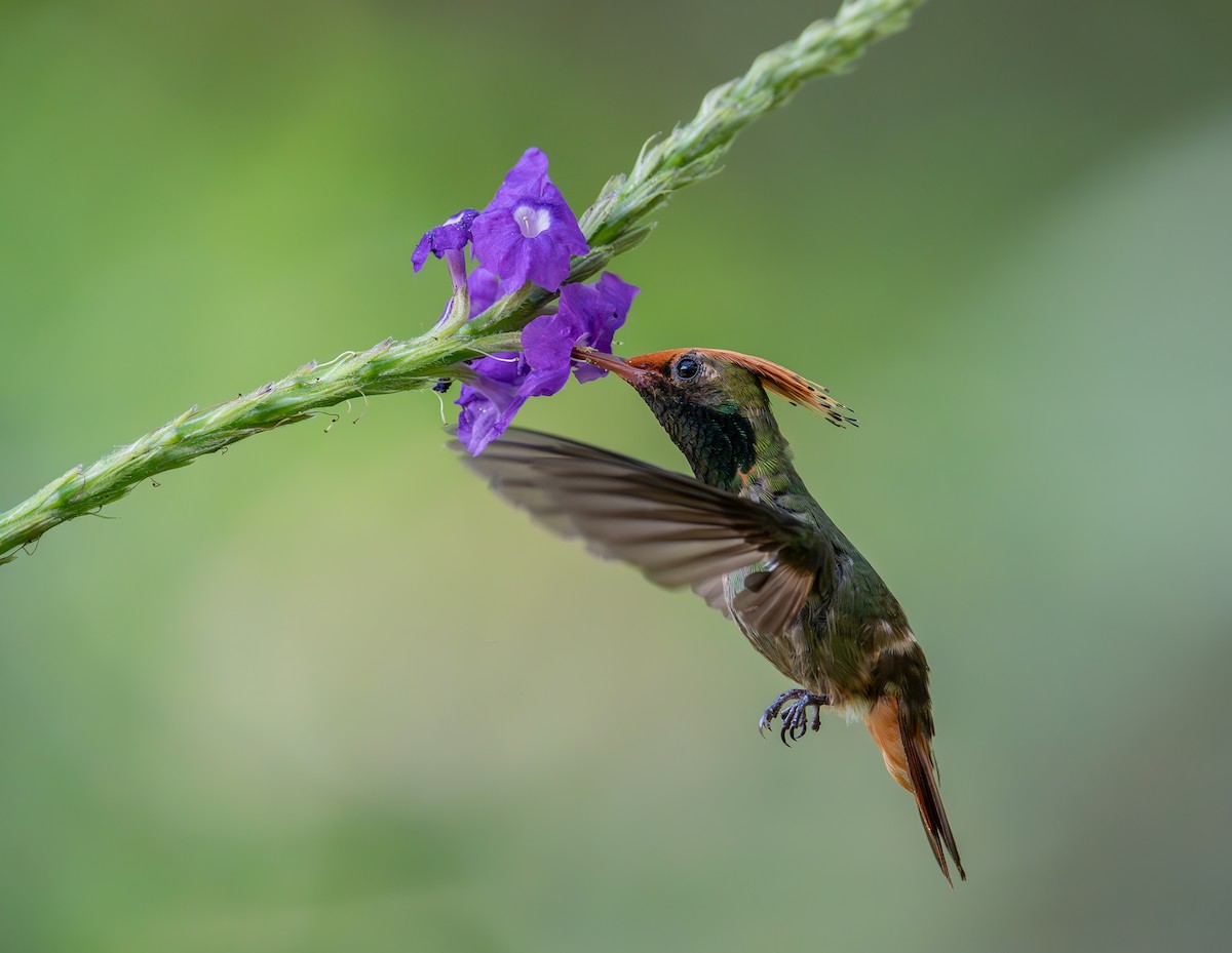 Rufous-crested Coquette - ML644423605