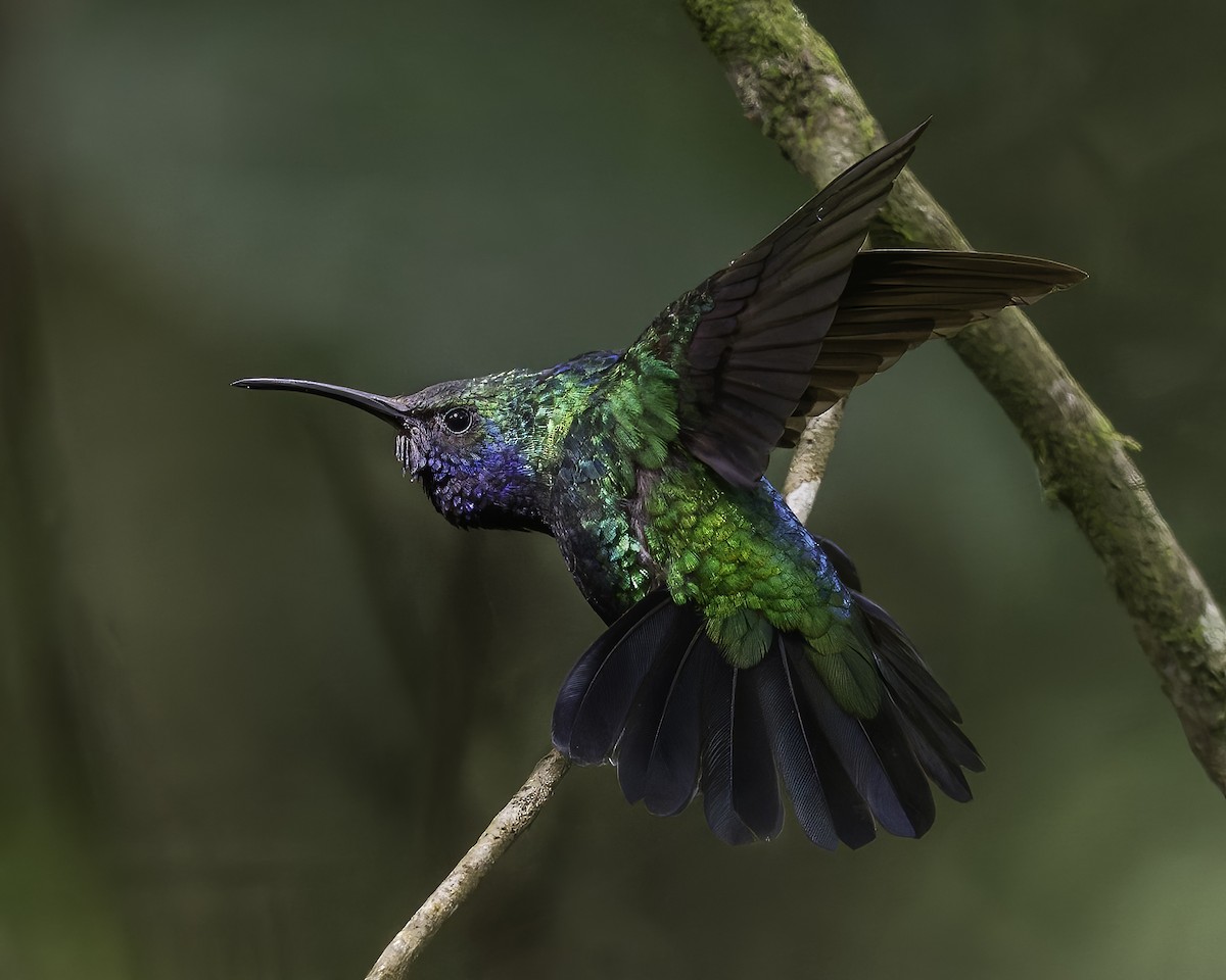 santamartasabelvinge - ML644423609