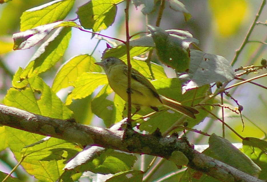 Yellow-olive Flatbill - ML64442361