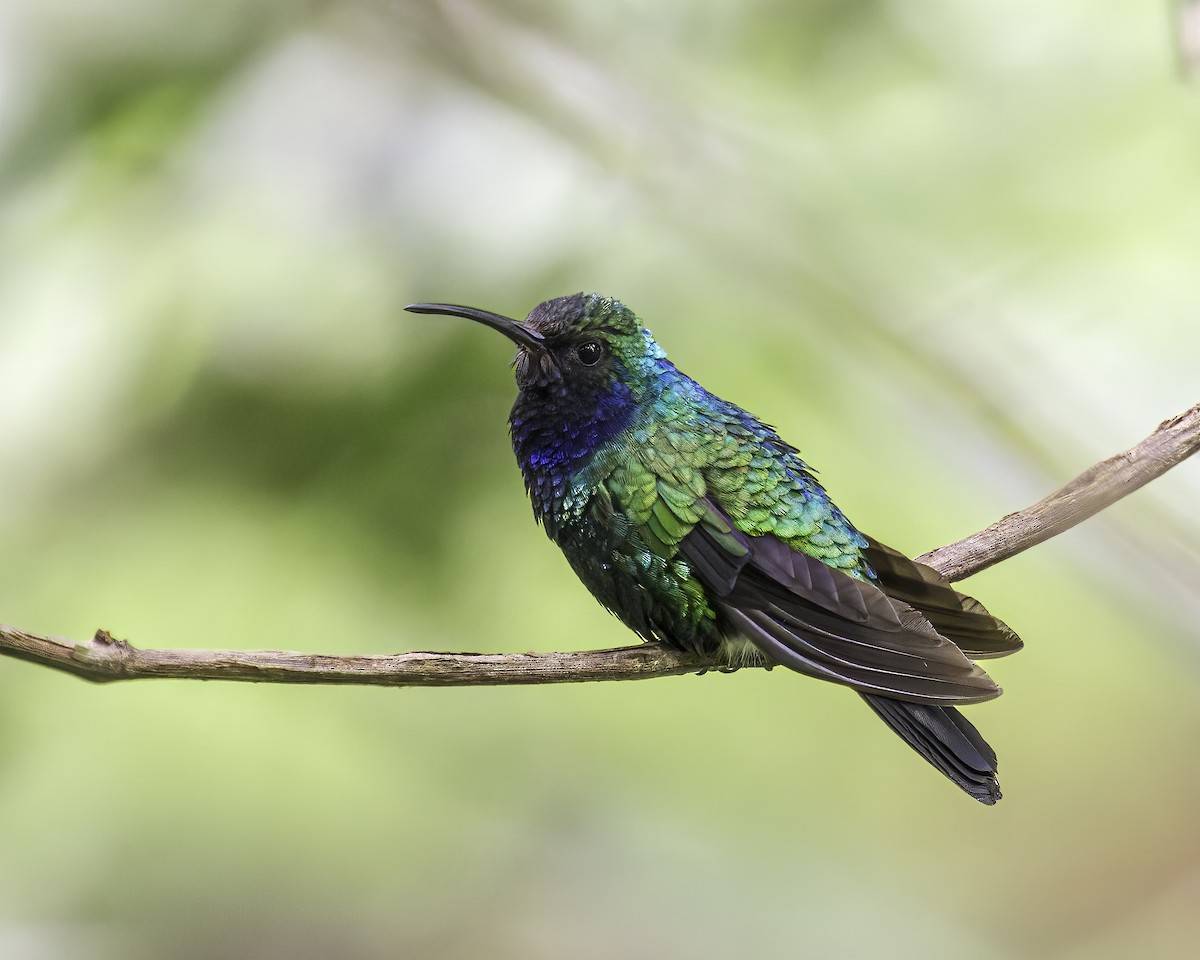 santamartasabelvinge - ML644423610