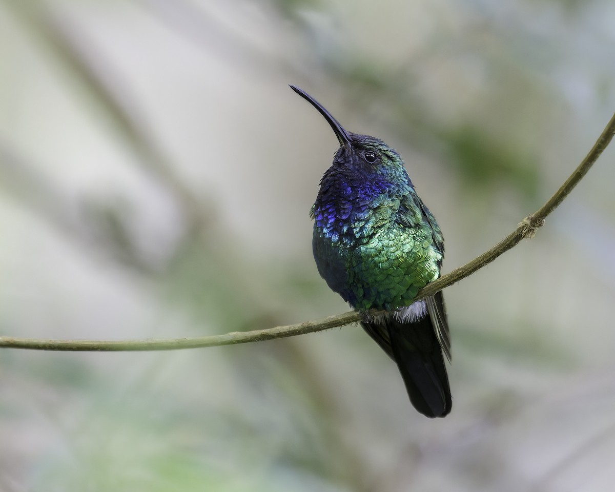 santamartasabelvinge - ML644423611