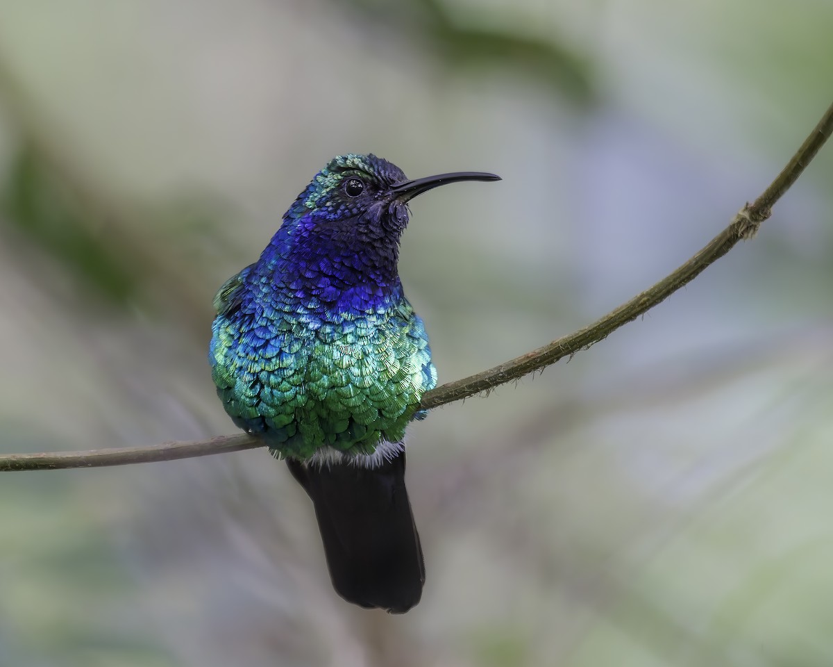 santamartasabelvinge - ML644423612