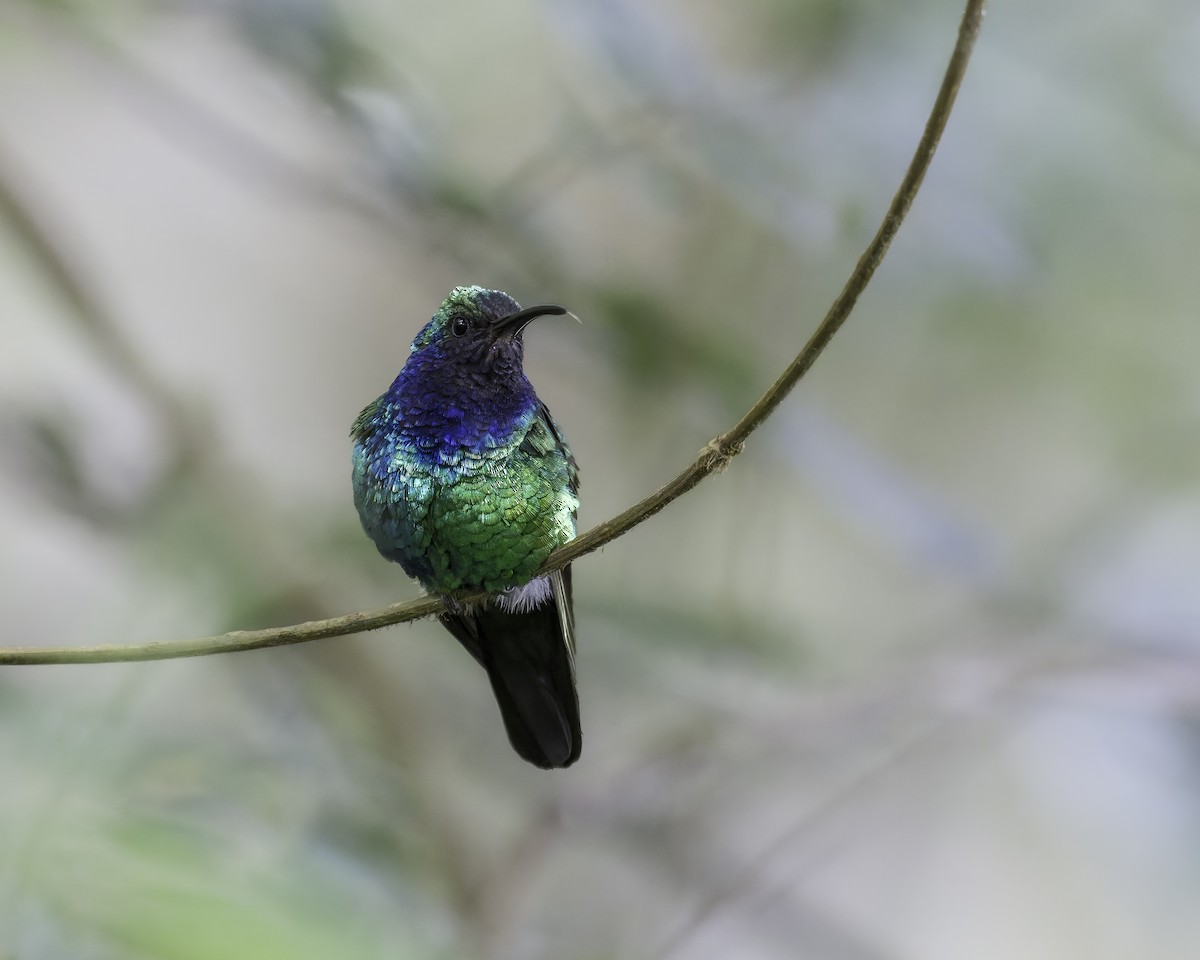 santamartasabelvinge - ML644423613