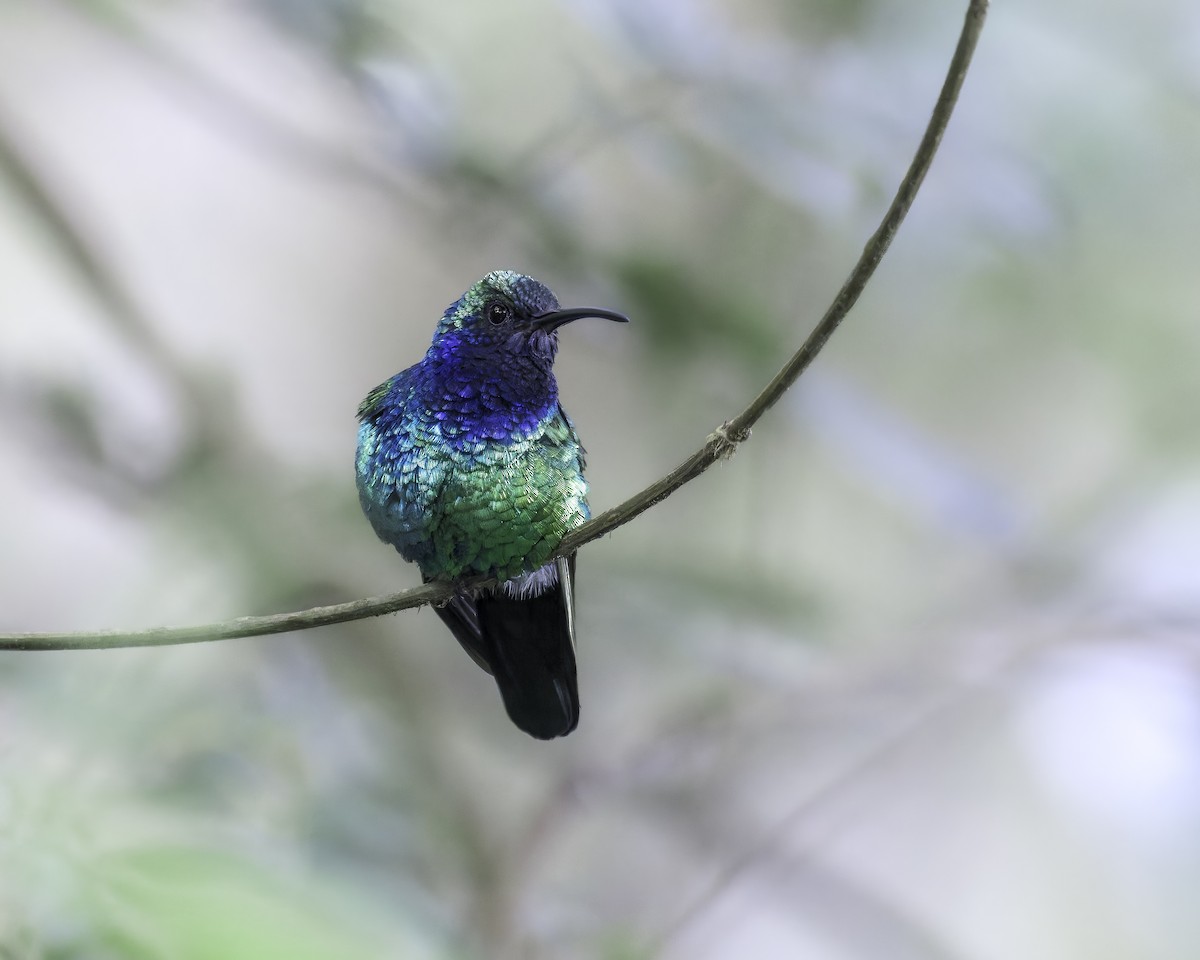 santamartasabelvinge - ML644423614