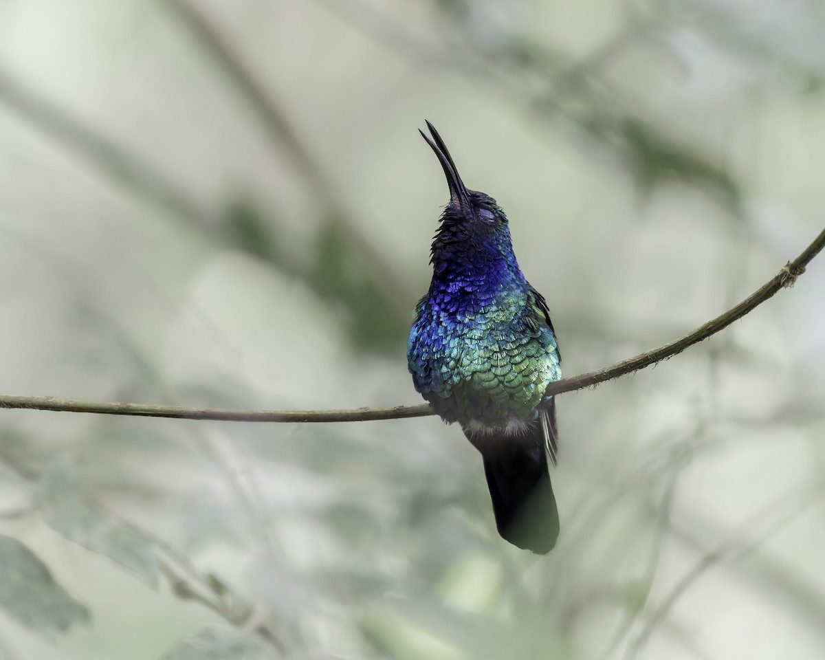 santamartasabelvinge - ML644423615