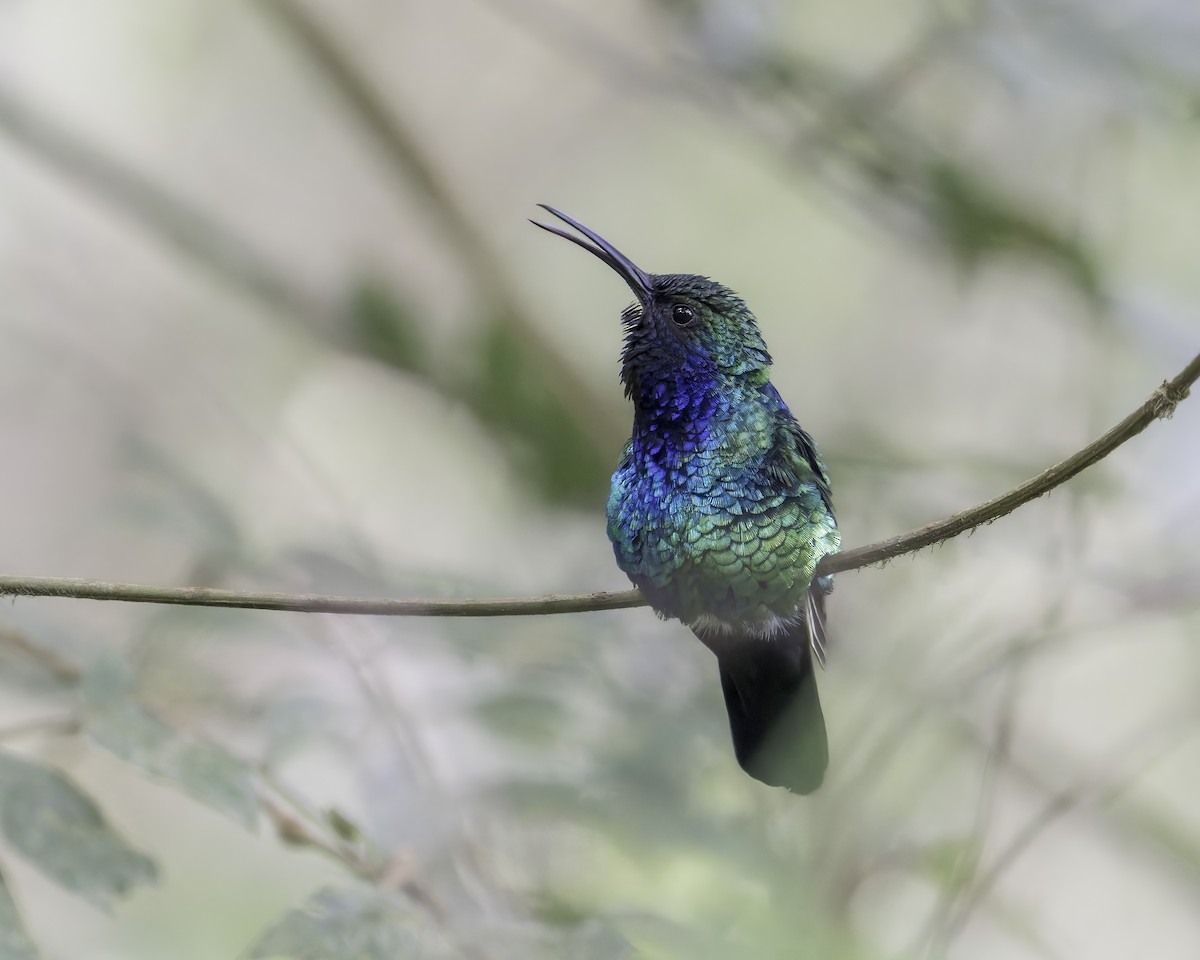 santamartasabelvinge - ML644423616