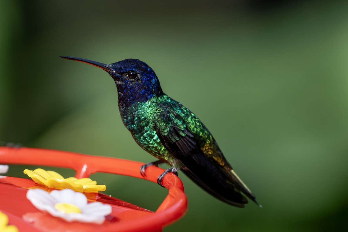 Golden-tailed Sapphire - ML644423617