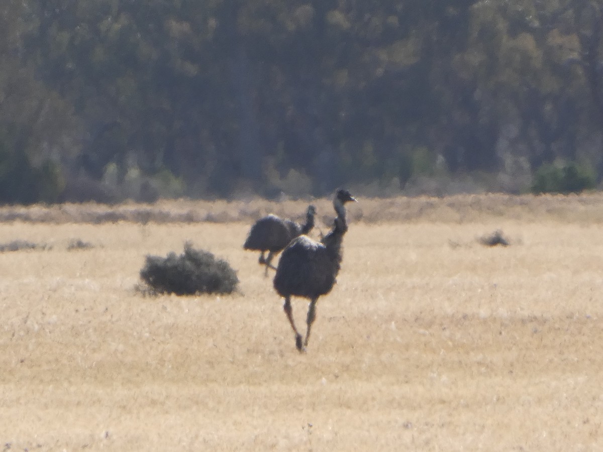 Émeu d'Australie - ML644423628