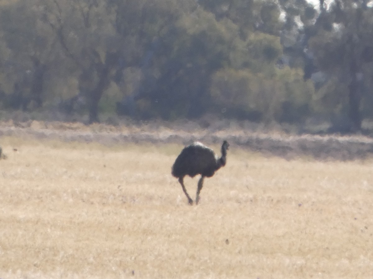 Émeu d'Australie - ML644423629