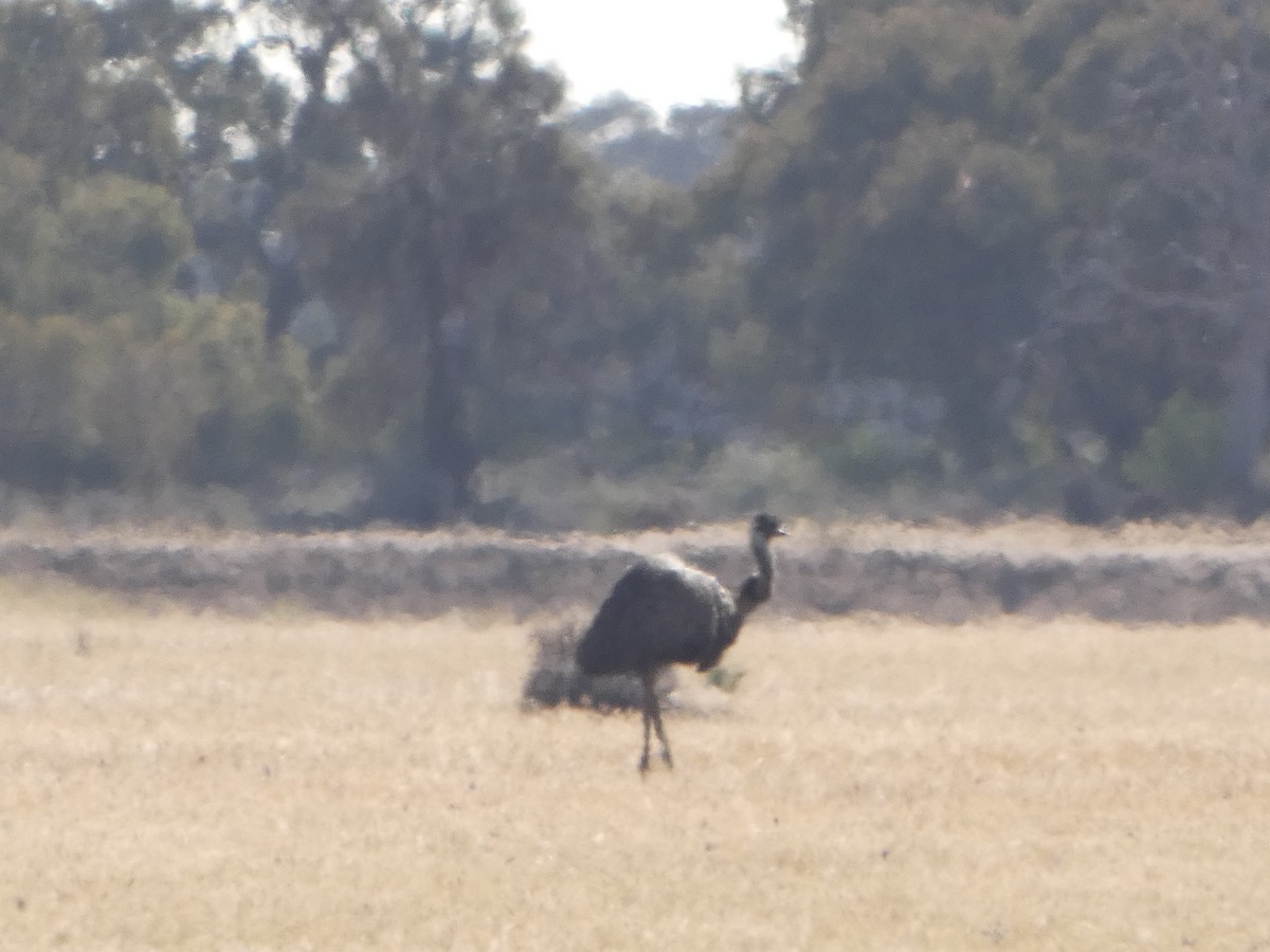 Émeu d'Australie - ML644423630