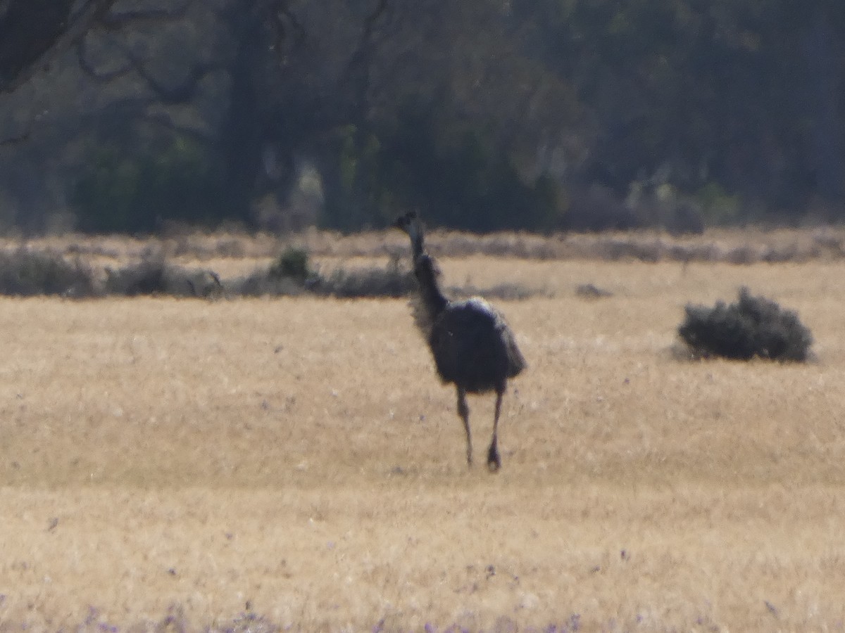 Émeu d'Australie - ML644423631