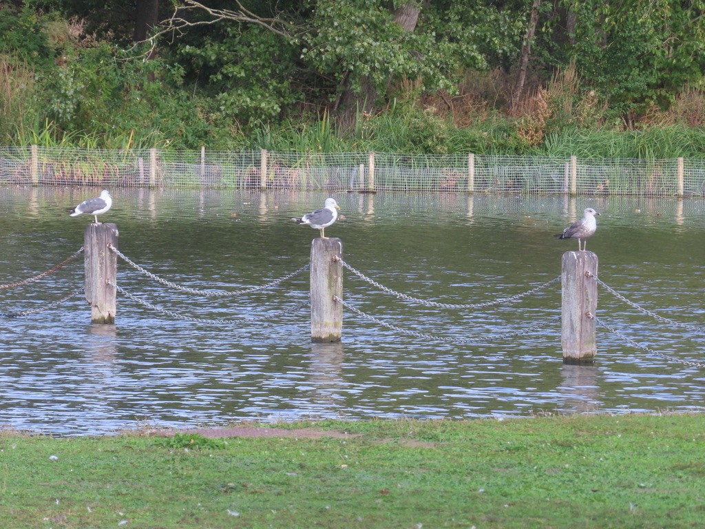 Lesser Black-backed Gull - ML644423641