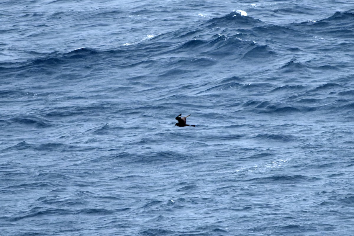 Labbe pomarin - ML644423650