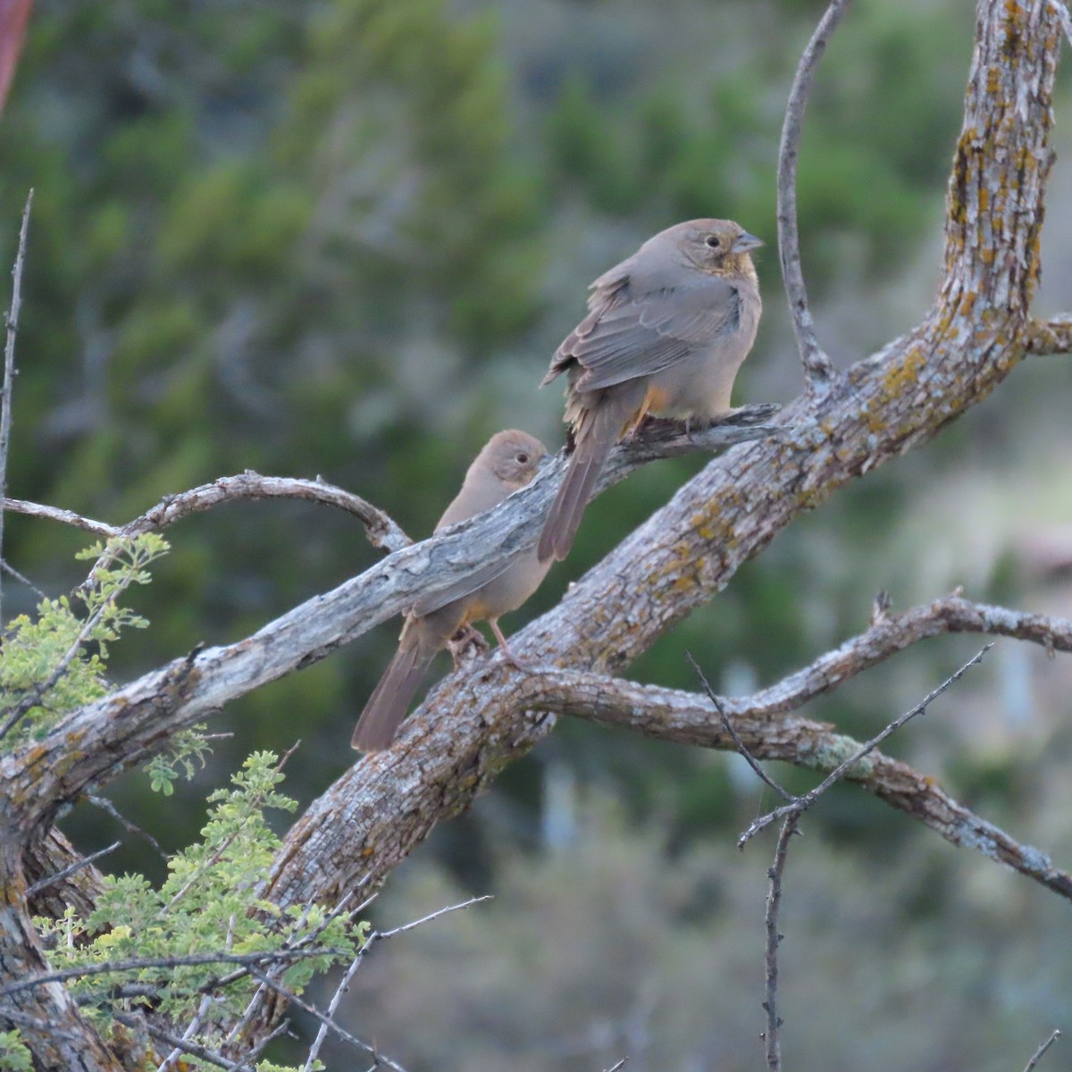 Canyon Towhee - ML644423654