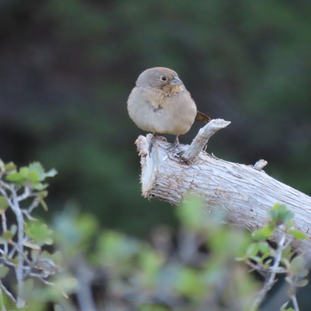 Canyon Towhee - ML644423655