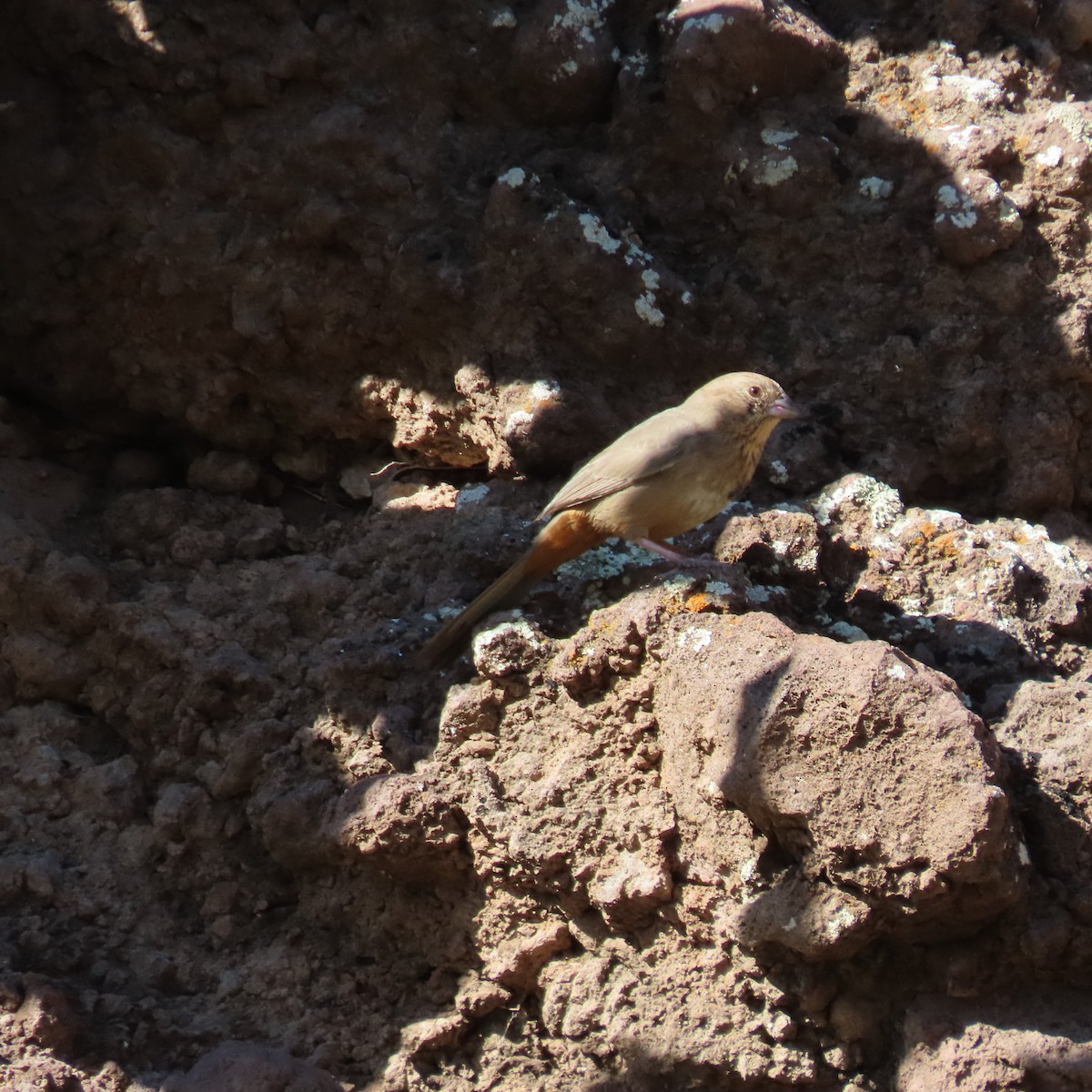 Canyon Towhee - ML644423656