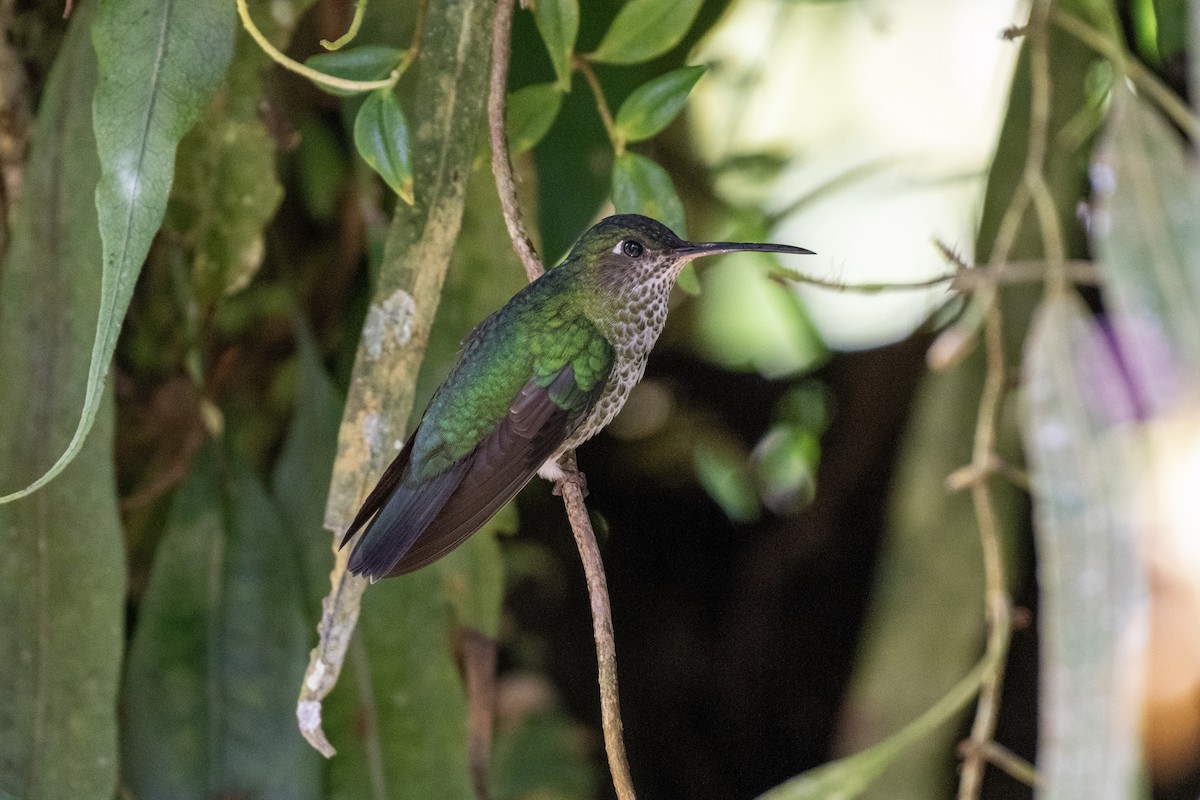 Tropfenkolibri - ML644423659