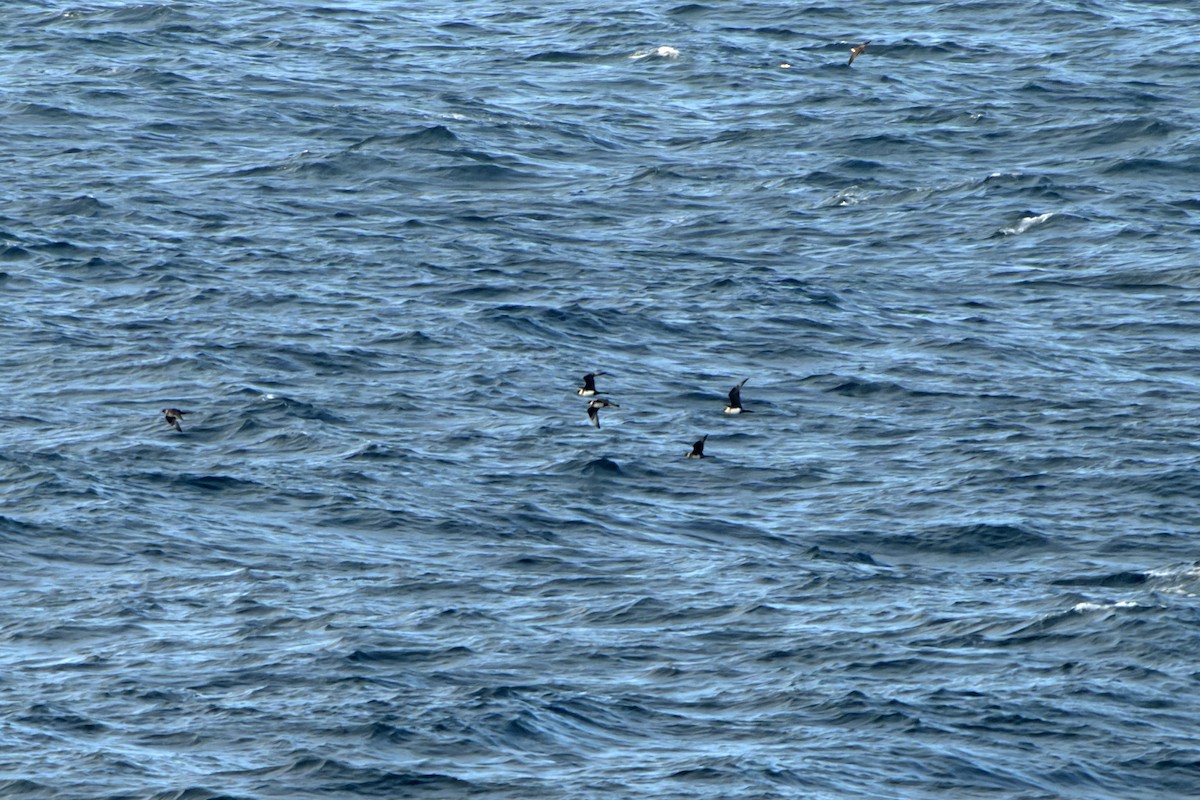 Labbe pomarin - ML644423665