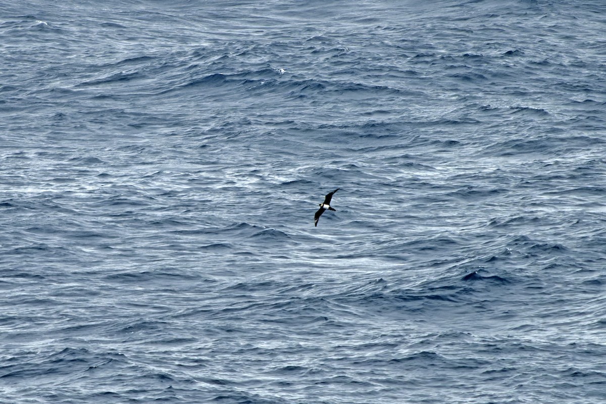 Labbe pomarin - ML644423666