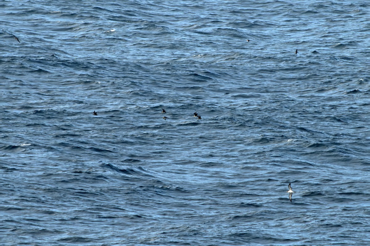 Labbe pomarin - ML644423667