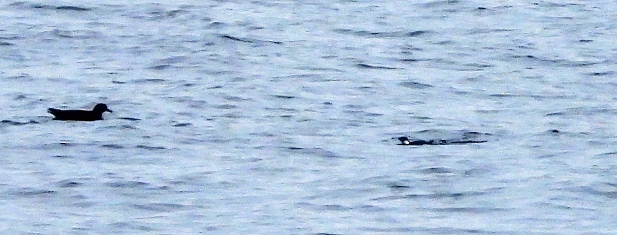 Ancient Murrelet - ML644423669