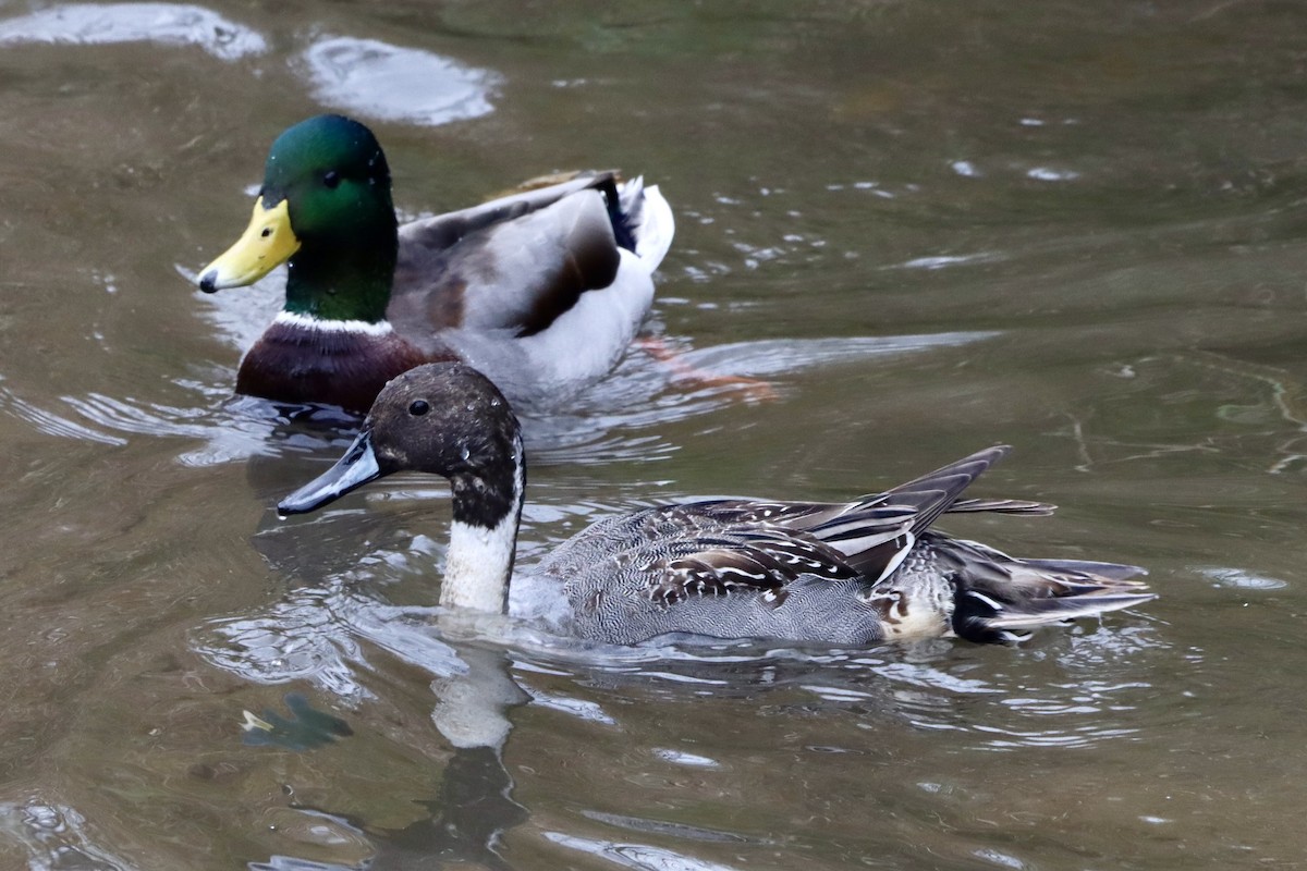 ostralka štíhlá - ML644423680