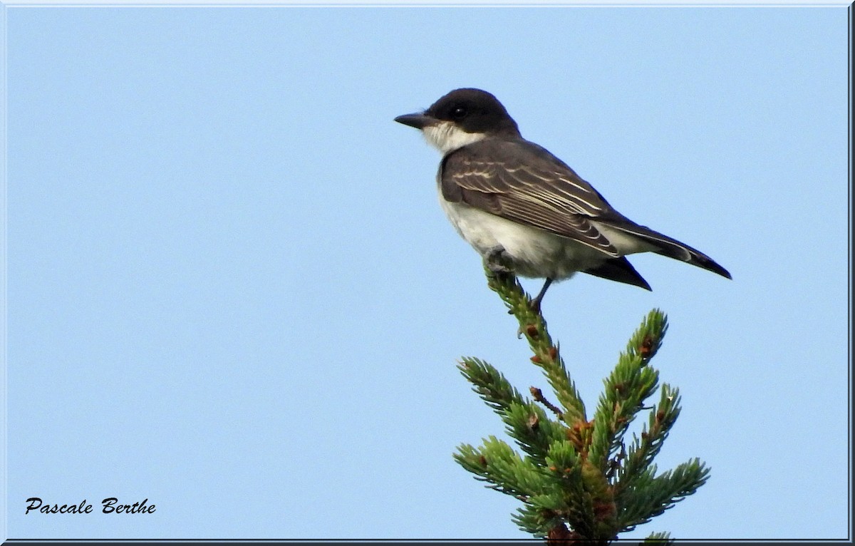 Tyran tritri - ML644423683