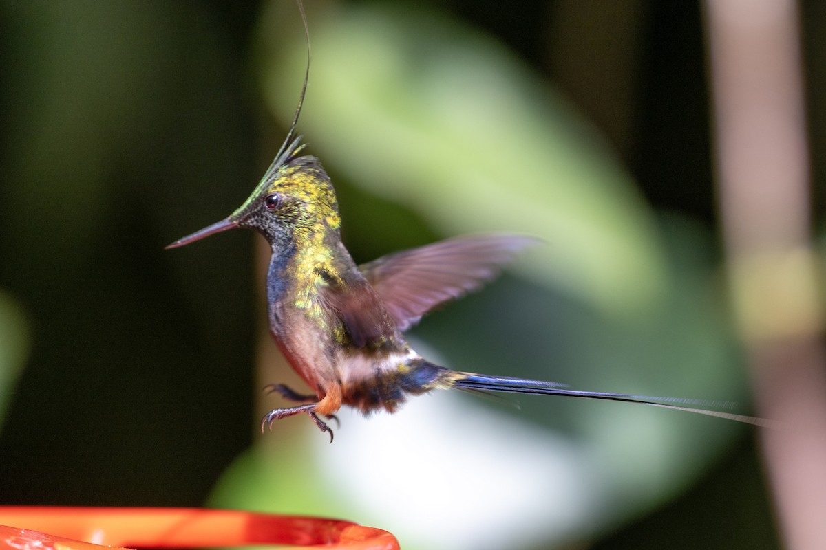 Wire-crested Thorntail - ML644423684