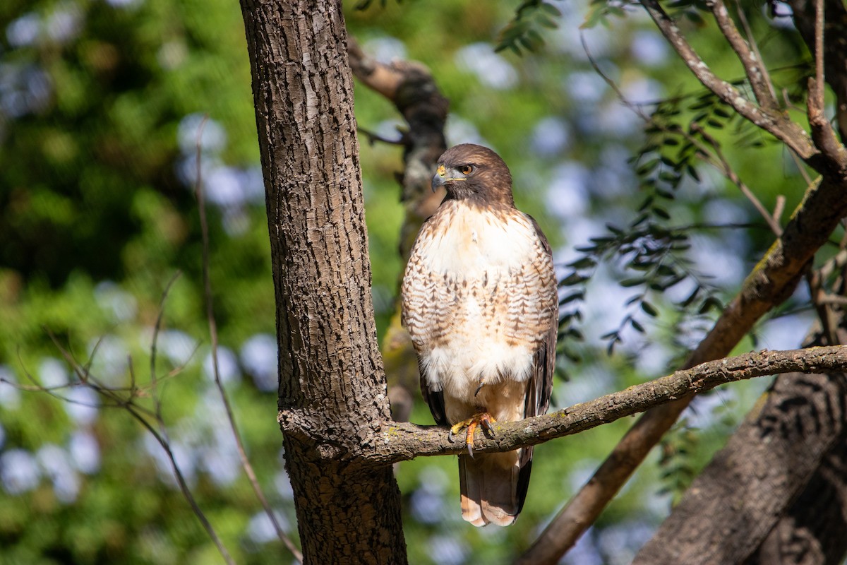 Red-tailed Hawk - ML644423695