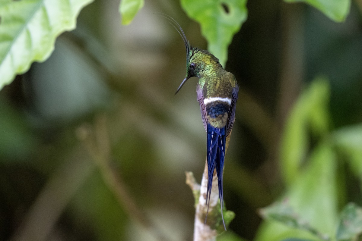 Wire-crested Thorntail - ML644423699