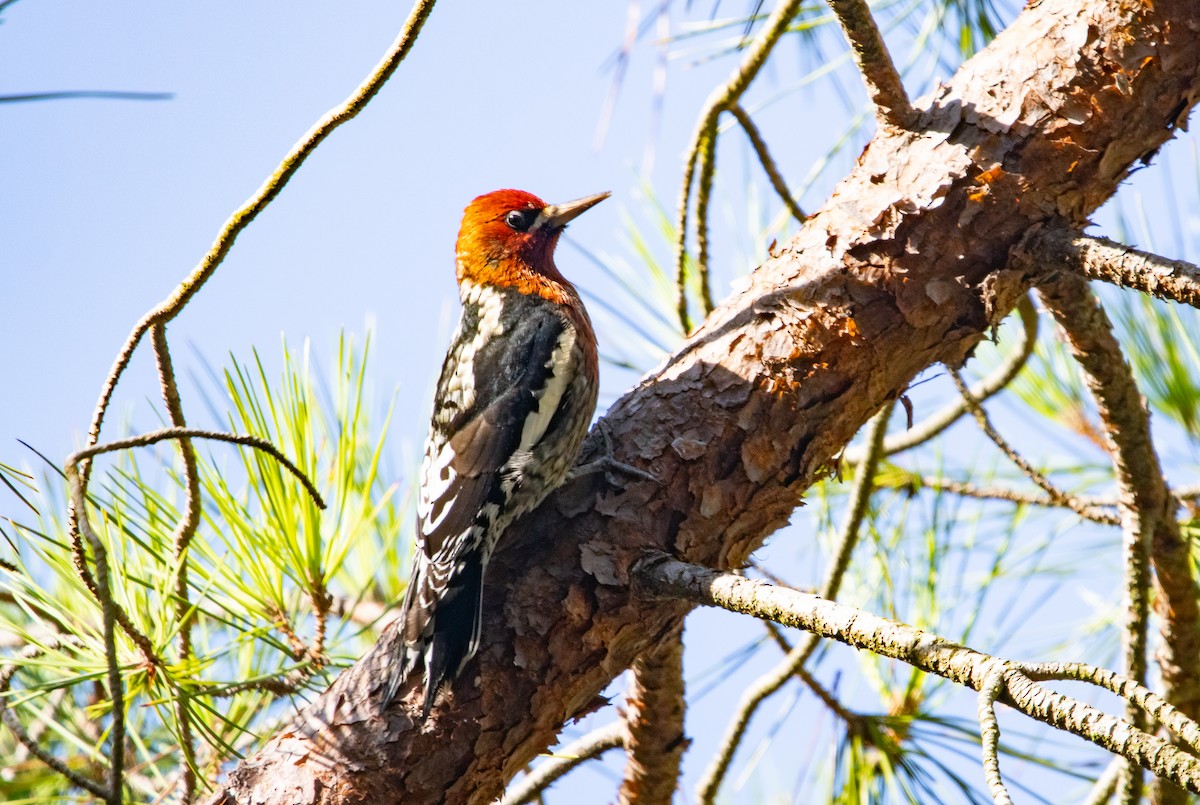 Red-breasted Sapsucker - ML644423714
