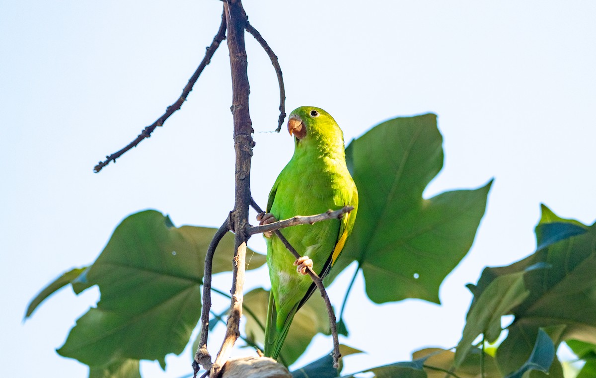 Yellow-chevroned Parakeet - ML644423729