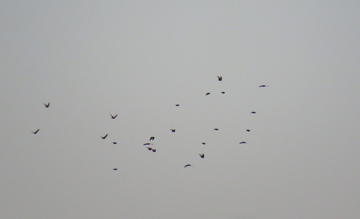 Einfarbstar - ML644423732